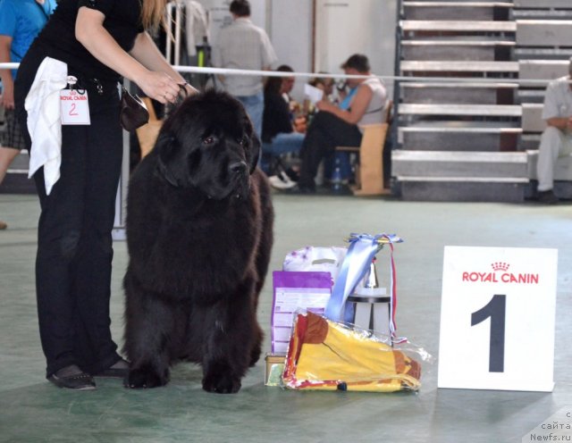 Фото: ньюфаундленд Beguschaya po Volnam Zillion (Бегущая по Волнам Зиллион)