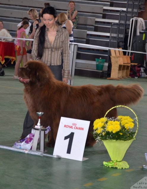 Фото: ньюфаундленд Angelo Orso Vilgelm (Анджело Орсо Вильгельм)