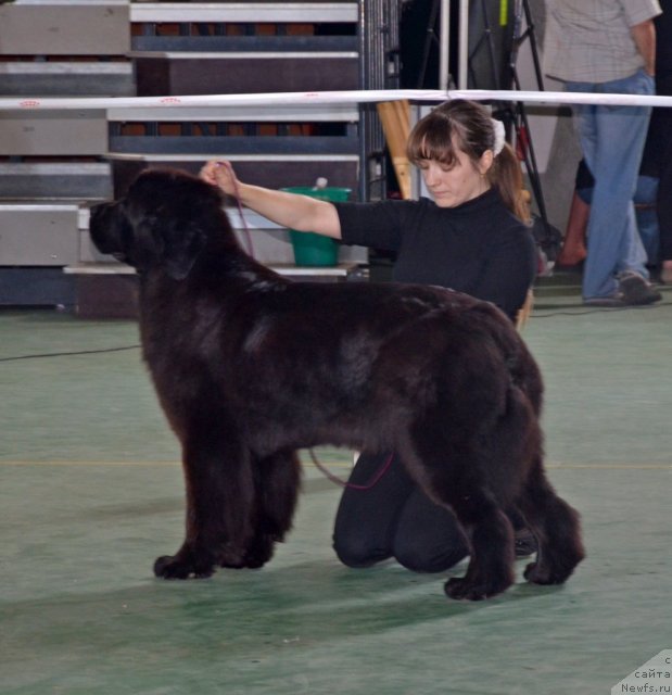 Фото: ньюфаундленд Violett Gryeys Of YEndjel (Виолетт Грэйс Оф Энджел)