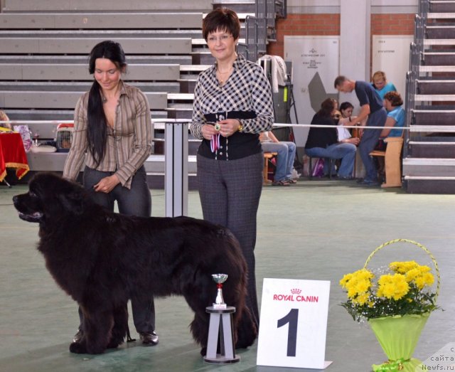 Фото: ньюфаундленд Angelo Orso Cerera (Анджело Орсо Церера)