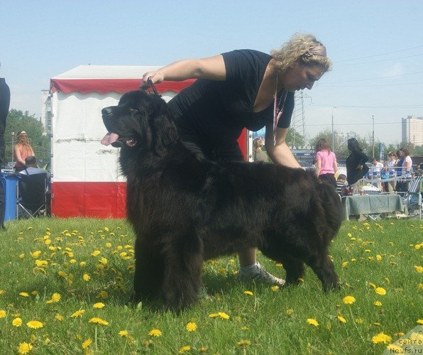 Фото: ньюфаундленд Majestic Goodsoul Newstars Giantisland (Мэджестик Гудсоул Ньюстарс Гиантисланд), Elena Kochetkova (Елена Кочеткова)