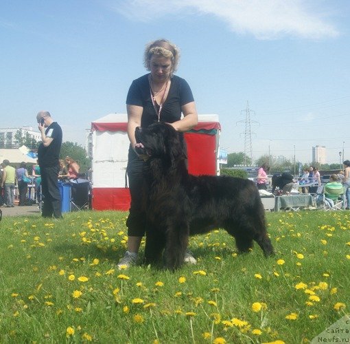 Фото: ньюфаундленд Majestic Goodsoul Newstars Giantisland (Мэджестик Гудсоул Ньюстарс Гиантисланд), Elena Kochetkova (Елена Кочеткова)