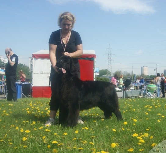 Фото: ньюфаундленд Majestic Goodsoul Newstars Giantisland (Мэджестик Гудсоул Ньюстарс Гиантисланд)