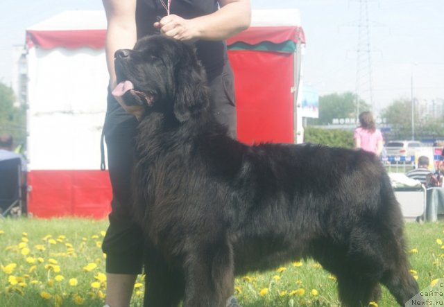 Фото: ньюфаундленд Majestic Goodsoul Newstars Giantisland (Мэджестик Гудсоул Ньюстарс Гиантисланд), Elena Kochetkova (Елена Кочеткова)