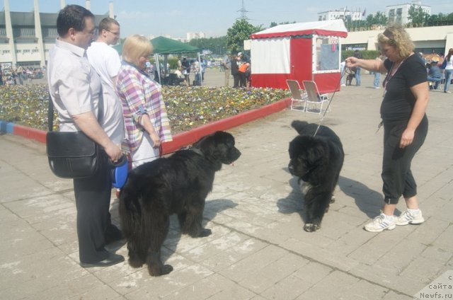 Фото: ньюфаундленд Majestic Goodsoul Newstars Giantisland (Мэджестик Гудсоул Ньюстарс Гиантисланд), ньюфаундленд Gift of Destiny Midnight Bear