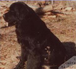 Фото: ньюфаундленд Topmast's Lady of Spokin Lake