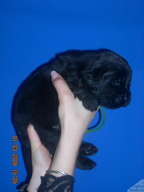 Фото: ньюфаундленд Konrad Hyendsommen (Конрад Хэндсоммен)