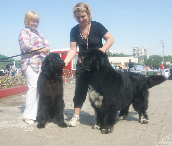 Фото: ньюфаундленд Majestic Goodsoul Newstars Giantisland (Мэджестик Гудсоул Ньюстарс Гиантисланд), ньюфаундленд Gift of Destiny Midnight Bear