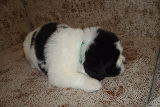 Фото: Щенки, ньюфаундленд Mag Ispolin Infanta (Маг Исполин Инфанта), ньюфаундленд Threeponds Right Way