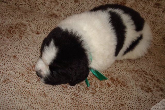 Фото: Щенки, ньюфаундленд Mag Ispolin Infanta (Маг Исполин Инфанта), ньюфаундленд Threeponds Right Way