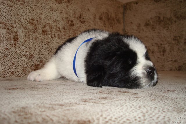 Фото: Щенки, ньюфаундленд Mag Ispolin Infanta (Маг Исполин Инфанта), ньюфаундленд Threeponds Right Way