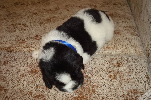 Фото: Щенки, ньюфаундленд Mag Ispolin Infanta (Маг Исполин Инфанта), ньюфаундленд Threeponds Right Way