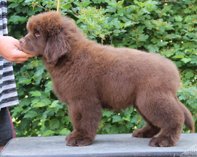 Фото: ньюфаундленд Hello I am Czar s Berega Dona (Хелло Ай Эм Царь с Берега Дона)