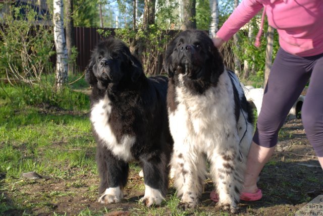 Фотография № 96627