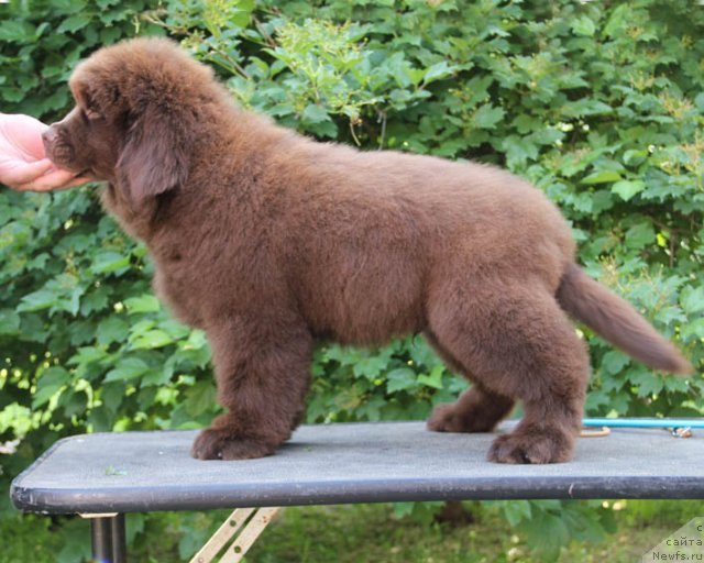 Фото: ньюфаундленд Hello I am Czar s Berega Dona (Хелло Ай Эм Царь с Берега Дона)