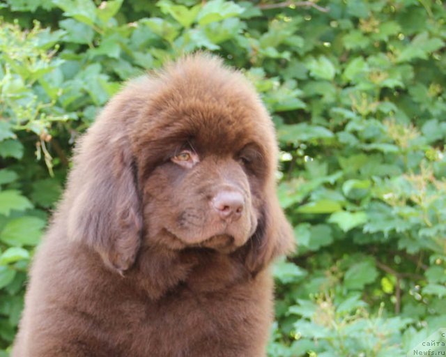 Фото: ньюфаундленд Hello I am Czar s Berega Dona (Хелло Ай Эм Царь с Берега Дона)