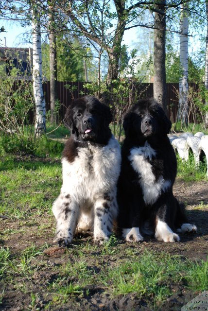 Фото: ньюфаундленд Mag Ispolin Lavina (Маг Исполин Лавина), ньюфаундленд Fluffy Avalancn Small Star Will Outshine All (Флюфи Аваланч Смалл Стар Вилл Оутшине Алл)
