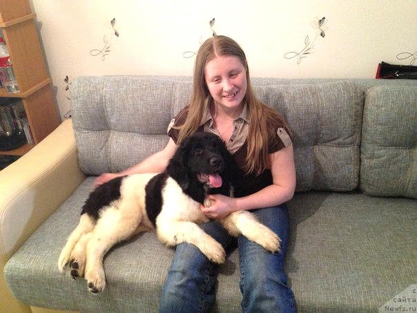 Фото: ньюфаундленд CHernyiy SHarm Vengriya (Черный Шарм Венгрия)