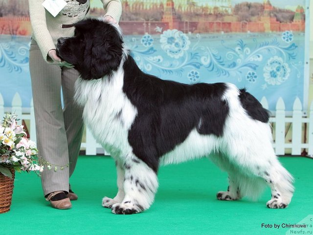 Фото: ньюфаундленд Piternyuf Play Boy (Питерньюф Плэй Бой)