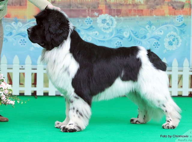 Фото: ньюфаундленд Piternyuf Play Boy (Питерньюф Плэй Бой)