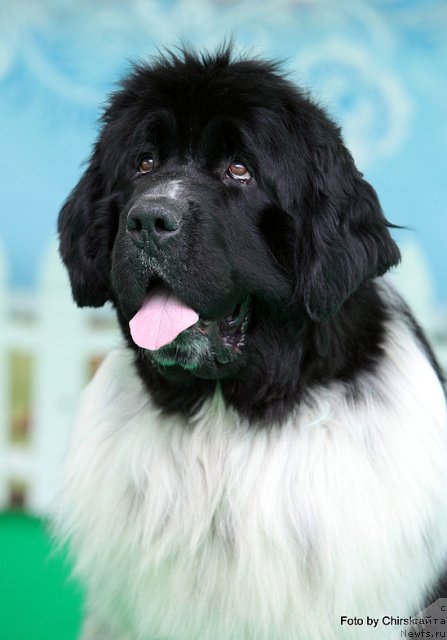 Фото: ньюфаундленд Piternyuf Play Boy (Питерньюф Плэй Бой)