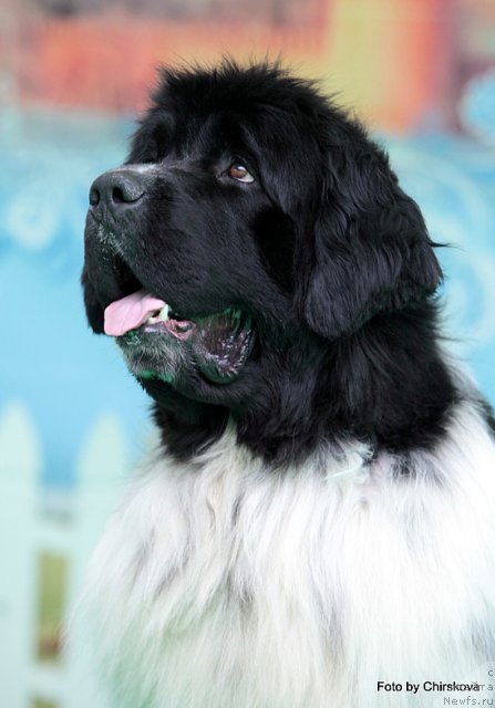 Фото: ньюфаундленд Piternyuf Play Boy (Питерньюф Плэй Бой)