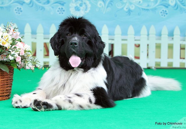 Фото: ньюфаундленд Piternyuf Play Boy (Питерньюф Плэй Бой)