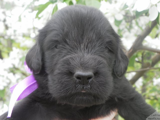 Фото: ньюфаундленд Ih Visochestvo Vilana Blum (Их Высочество Вилана Блум), ньюфаундленд Lifeguard's American Style