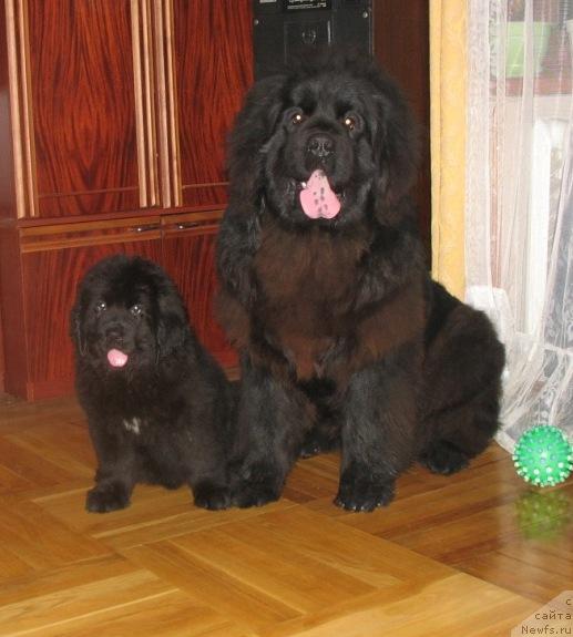 Фото: ньюфаундленд Aquatoriya Kelvin Zavetnaya Mechta (Акватория Келвин Заветная Мечта), ньюфаундленд Knyaz Dodon s Berega Dona (Князь Додон с Берега Дона)