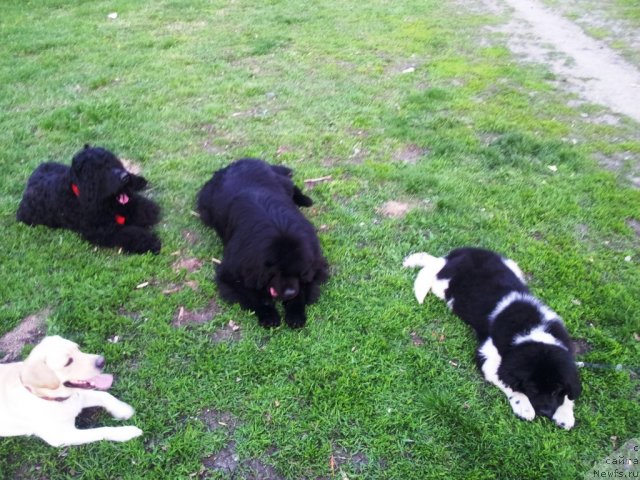 Фото: ньюфаундленд Kapitan N'yufort (Капитан Ньюфорт), [d11350]   и наши друзья )))