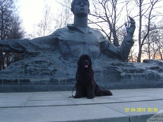 Фото: ньюфаундленд Angelo Orso Cerera (Анджело Орсо Церера)