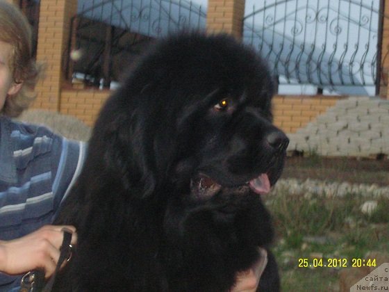 Фото: ньюфаундленд Angelo Orso Cerera (Анджело Орсо Церера)