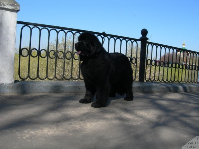 Фото: ньюфаундленд Angelo Orso Cerera (Анджело Орсо Церера)