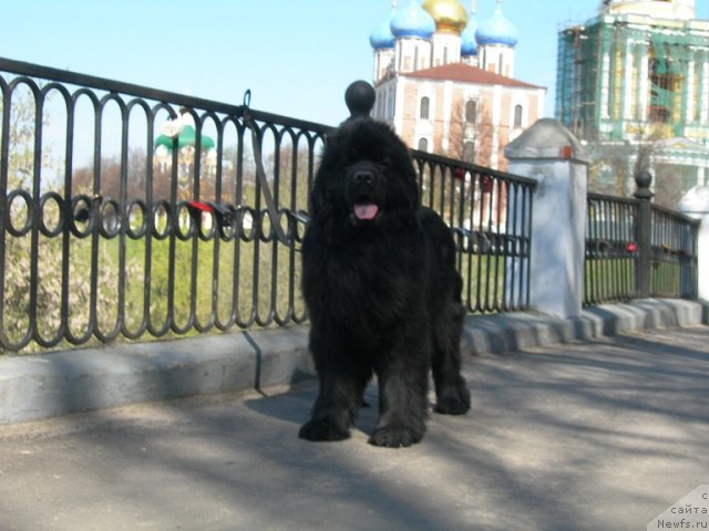 Фото: ньюфаундленд Angelo Orso Cerera (Анджело Орсо Церера)