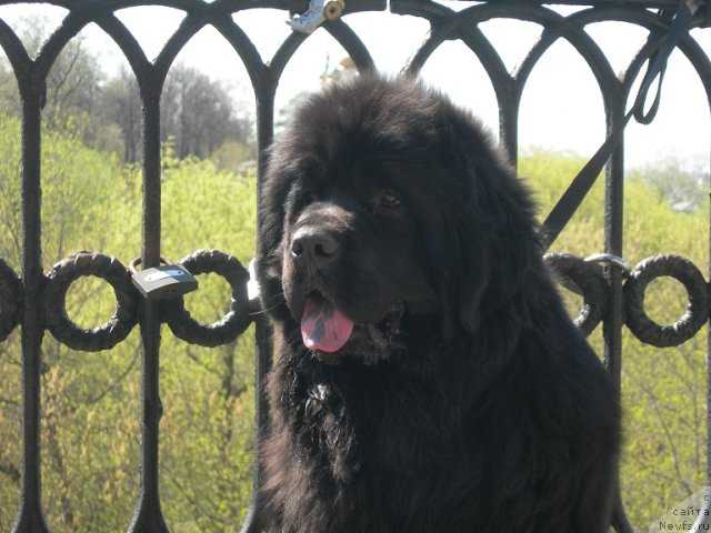 Фото: ньюфаундленд Angelo Orso Cerera (Анджело Орсо Церера)