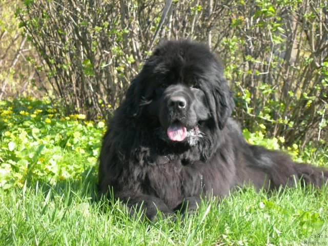 Фото: ньюфаундленд Angelo Orso Cerera (Анджело Орсо Церера)