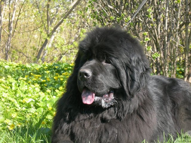 Фото: ньюфаундленд Angelo Orso Cerera (Анджело Орсо Церера)