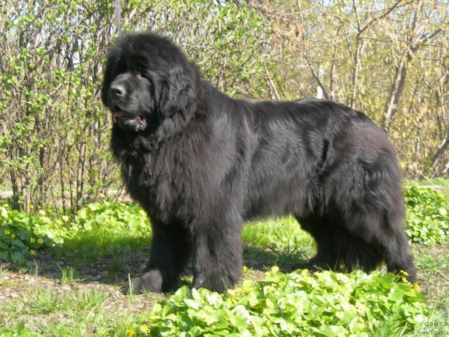 Фото: ньюфаундленд Angelo Orso Cerera (Анджело Орсо Церера)