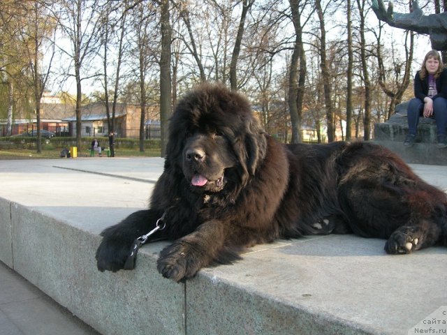 Фото: ньюфаундленд Angelo Orso Cerera (Анджело Орсо Церера)