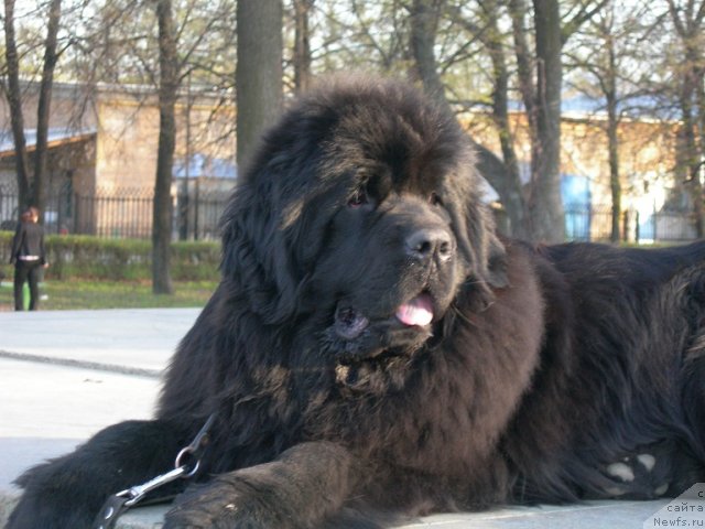 Фото: ньюфаундленд Angelo Orso Cerera (Анджело Орсо Церера)