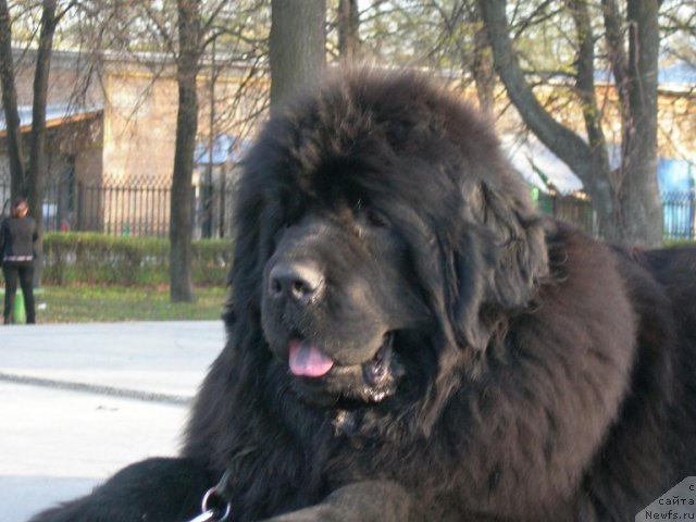 Фото: ньюфаундленд Angelo Orso Cerera (Анджело Орсо Церера)