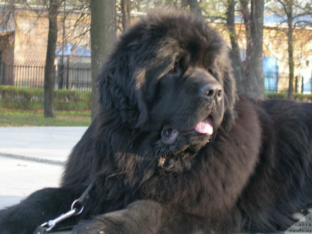 Фото: ньюфаундленд Angelo Orso Cerera (Анджело Орсо Церера)