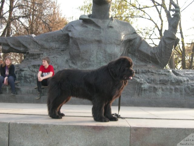 Фото: ньюфаундленд Angelo Orso Cerera (Анджело Орсо Церера)