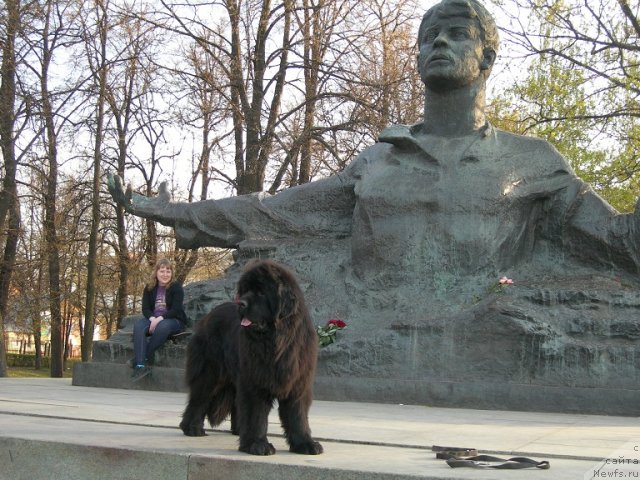 Фото: ньюфаундленд Angelo Orso Cerera (Анджело Орсо Церера)