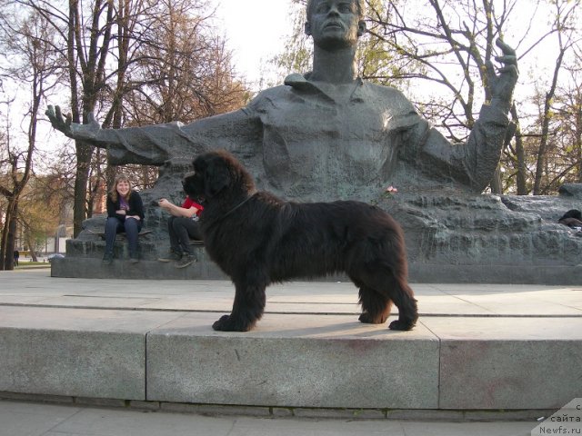 Фото: ньюфаундленд Angelo Orso Cerera (Анджело Орсо Церера)