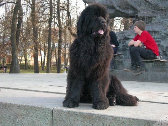 Фото: ньюфаундленд Angelo Orso Cerera (Анджело Орсо Церера)