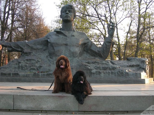 Фото: ньюфаундленд Angelo Orso Vilgelm (Анджело Орсо Вильгельм), ньюфаундленд Angelo Orso Cerera (Анджело Орсо Церера)