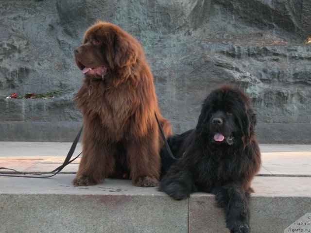 Фото: ньюфаундленд Angelo Orso Vilgelm (Анджело Орсо Вильгельм), ньюфаундленд Angelo Orso Cerera (Анджело Орсо Церера)