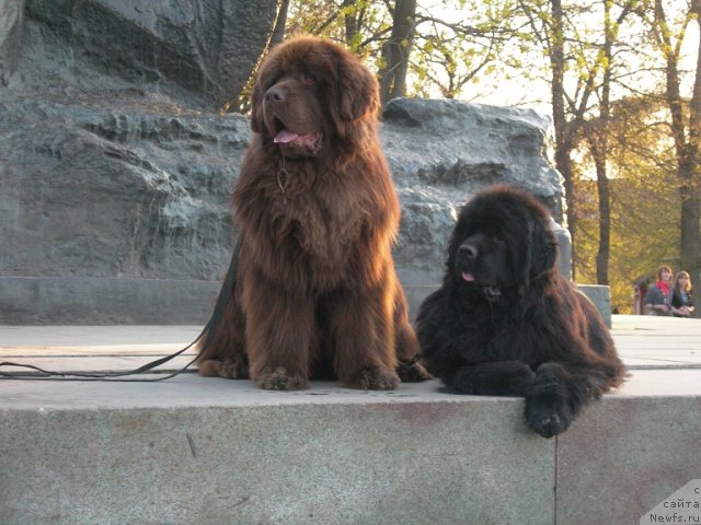Фото: ньюфаундленд Angelo Orso Vilgelm (Анджело Орсо Вильгельм), ньюфаундленд Angelo Orso Cerera (Анджело Орсо Церера)