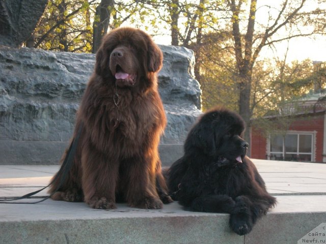 Фото: ньюфаундленд Angelo Orso Vilgelm (Анджело Орсо Вильгельм), ньюфаундленд Angelo Orso Cerera (Анджело Орсо Церера)